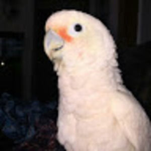 Meet your Posher, Dorothy